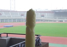 Aspergekaars bij het Olympisch vuur