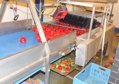 Paprika's worden gewassen voor bewerking