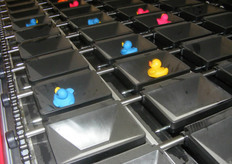 Badeendjes in de cups van de machine