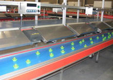 Een van de 32 uitgangen met automatische weging, etikettering en barcode