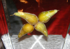 Fraaie perencomposities