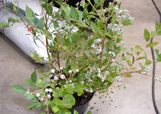 Blauwe bessen in potten in de stand van Legro