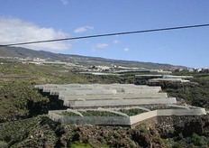 Op weg naar Cooperativa Agricola Guia de Isora, Coagisora (Allfru Group) passeren we veel bananenplantages.