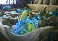 Containers met geoogste bananenstammen verpakt in beschermend doek.