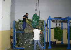 Het lossen in volle gang. De bananenstam met folie komt tevoorschijn. Een kraantje wordt door de man in het witte shirt bediend.