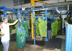 De bananen worden van de folie ontdaan en gaan door een wasstraat.