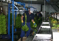 Mooie kammen bananen worden eraf gesneden en in het water gegooid.