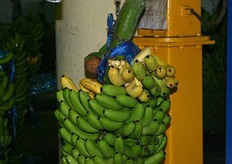 Bovenaan zaten een paar gele bananen. Ze smaakten geweldig en waren vele malen beter dan diegene die in het hotel aangeboden werden.