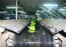 Afval wordt versnipperd tot veevoer.