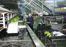 Aan de andere kant van de waterbak halen vrouwen de bananen uit het water en spuiten ze met lucht schoon.