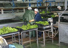 Dan sorteren ze de bananen op kwaliteit: links de b kwaliteit in de midden goed en super rechts.