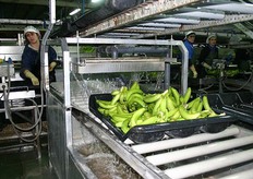 Een laatste wasbeurt voor het inpakken.