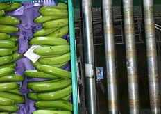 Deze sensor leest aan de onderkant van iedere doos naar welke palletiseerder hij moet.