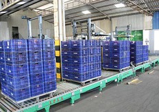 Op weg naar de losband. Coagisora startte in 1964 met 25 telers nu zijn het er 400 waarvan 250 met tomaten en 150 met bananen.