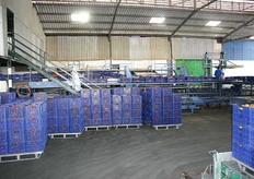 Die 250 telers bezitten in totaal 251 ha. waarop tomaten worden gekweekt.