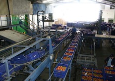 De aangevoerde tomaten worden gelost (links) Er worden 5 rassen aangevoerd, allen Canarian Longlife rassen.