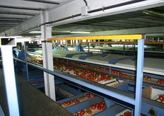 Vervolgens gaan de tomaten naar de sorteerder.