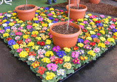 Boomkwekers fleuren het op met bloemen