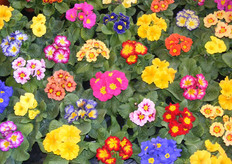 "In Zeeland noemen ze dit "bakkruudjes"