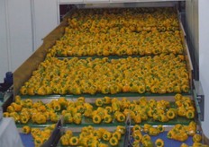 Alle kleuren worden aangevoerd. De machine herkent de kleuren ook. Zo kan er gesorteerd worden voor bonte of juist minder bont gekleurde paprika's voor de markten in VS en VK.