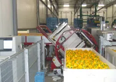 16 teeltbedrijven leveren hun paprika's in kantelbakken af bij Fresh Prepack, het voormalige centraal sorteerproject van United West Growers