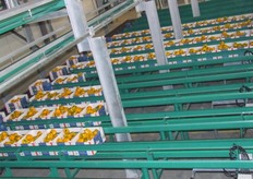 Op de gram nauwkeurig worden de paprika's gesorteerd. Dat wordt nog eens gecheckt op de band