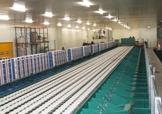 Hier werd de machine nog getest, bij volle capaciteit gaan er 18 ton paprika's over de machine