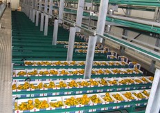 Elke doos krijgt een unieke code. Hierbij kan de teler van het product worden getraceerd.