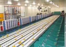 Achter deze machine is er nog een speciale klasse II-band waar de paprika's van mindere kwaliteit naar afgevoerd worden