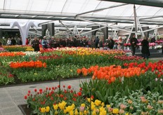 In het paviljoen kon men ook genieten van de bloemenpracht