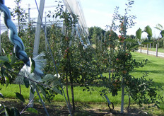 Demoveld met verschillende kleuren van de hagelnetten
