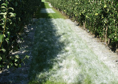 Proeven met verschillende middelen om de lichtopvang te verhogen