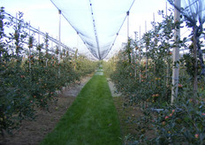 Netten boven een Junami aanplant