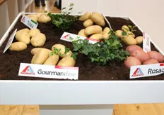 Aardappelrassen van Agrico