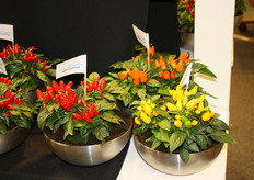 naast de AGF Detail vindt de Vakbeurs Foodspecialiteiten plaats waar ook nog wat AGF te vinden is.