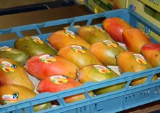 de mango's worden in speciale kamers gerijpt