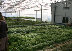 Enkele kruiden worden zelf gekweekt