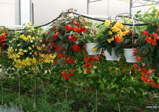 Alle bloemen worden zelf gekweekt