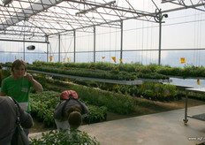 Teelt in de vollegrond en potten