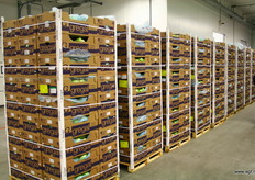 Gregal: een van de topmerken van Hillfresh