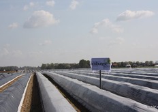 Echte Limburgse asperges