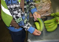 de lengte van de banaan wordt opgemeten