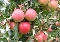 Mooie roze gekleurde appel