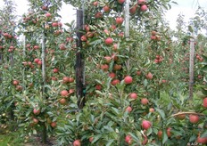 met een goede vruchtdracht