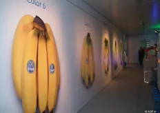 De kleur van de bananen in verschillende stages van het rijpingsproces.