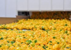 De ongesorteerde paprika's komen de sorteerhal binnen.