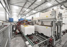 De bulkcontainers met paprika's worden op de aanvoerband gestort. Iedere container is gelabeld, alles wordt gewogen en geregistreerd. Zo is een absolute tracability gegarandeerd en is van iedere teler bekend wat er is aangeleverd.