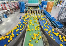 De klasse 1 paprika's vervolgen hun weg naar de optische sorteerlijn.