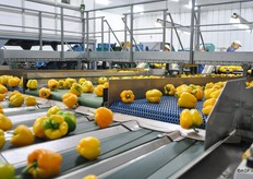 Op hoge snelheid vervolgen de paprika's hun weg. Toch zorgen diverse systemen ervoor dat de val van het product zoveel mogelijk wordt gebroken om handling-schade te voorkomen.