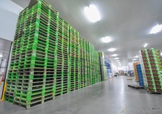 Door met meerdere palletizers te werken kunnen er meerdere soorten pallets en partijen op hetzelfde moment klaar gemaakt worden. Euro's, DPA's, Poolpallets, alles door elkaar maar wel georganiseerd.